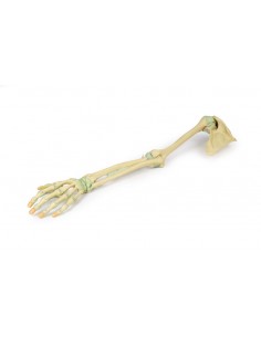 Ligamentos del miembro... 2