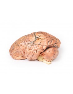 Craneofaringioma - Erler...