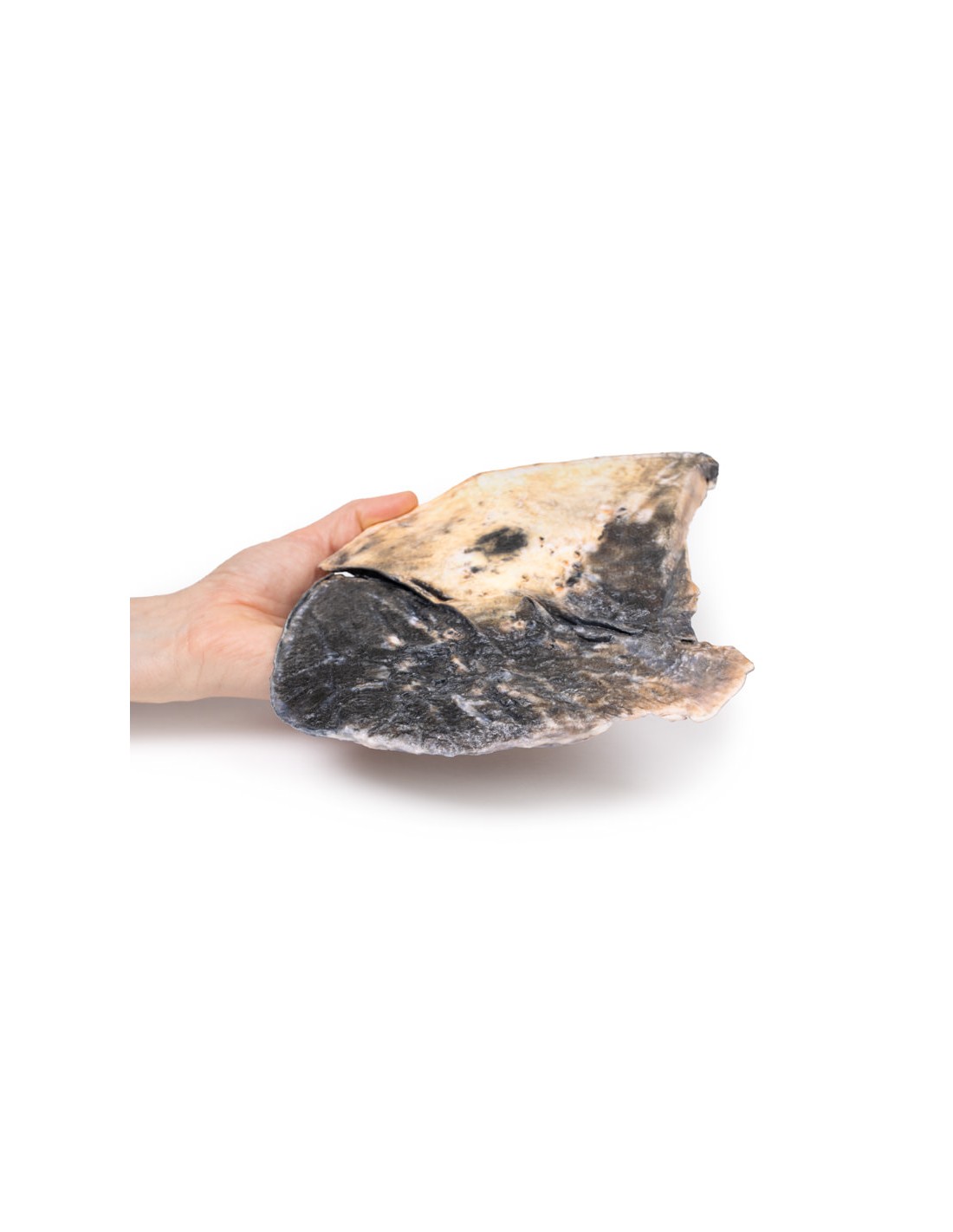 Pulmonía lobular - Erler Zimmer 3D... Pulmonía lobular - Erler Zimmer 3D...