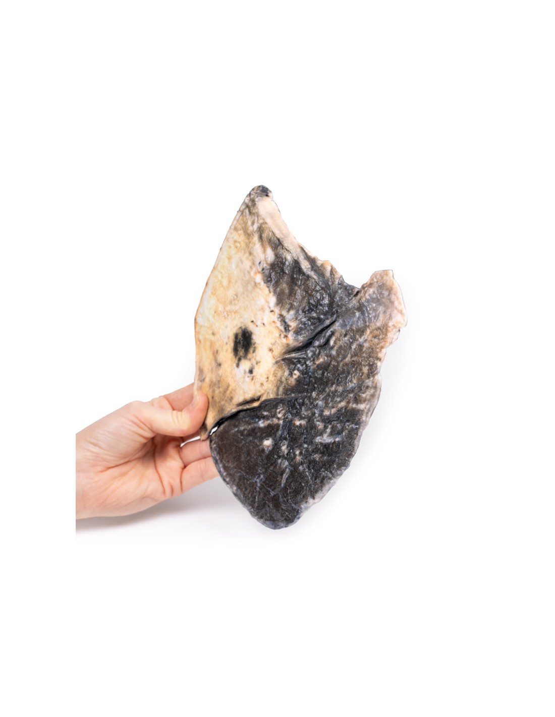 Pulmonía lobular - Erler Zimmer 3D... Pulmonía lobular - Erler Zimmer 3D...