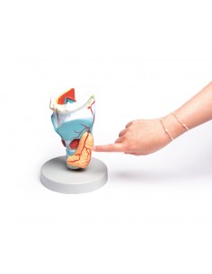 Modelo anatómico de la...