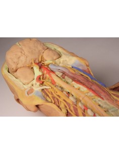 Disección ventral profunda... 2