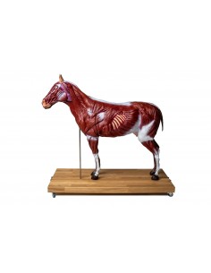 Caballo (yegua) en 16...
