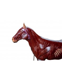 Caballo (yegua) en 16... 2