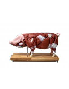 Modelo educativo de cerdo,... 2