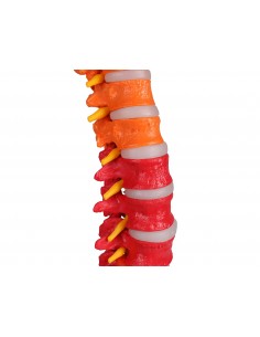 Modelo clásico de columna... 2