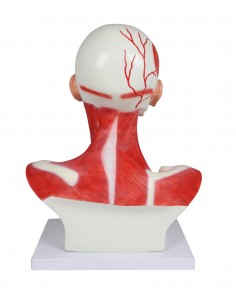 Cabeza, cuello y músculos...