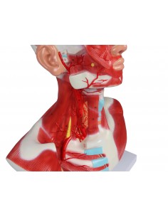 Cabeza, cuello y músculos... 2