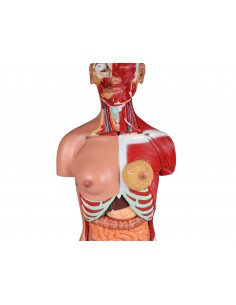 Erler Zimmer, modelo de... 2