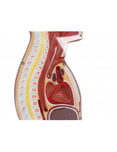 Torso de entrenamiento para... 2