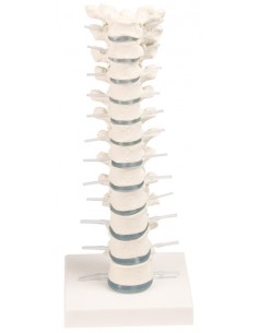 Modelo anatómico de columna...