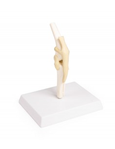 Rodilla para perro Erler... 2