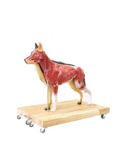 Modelo de perro (pastor... 2