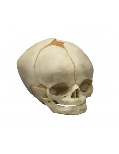 Colección de cráneos... 2