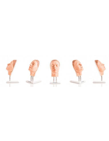 Simulador de inyección facial modelo... Simulador de inyección facial modelo...
