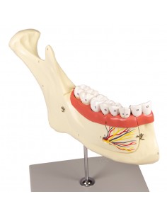 Modelo anatómico de maxilar... 2