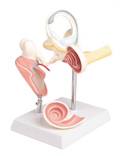 Laberinto con huesecillos... 2