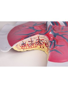 Erler Zimmer, modelo...