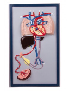 Erler Zimmer, modelo...