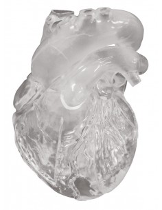 Modelo de corazón didáctico...