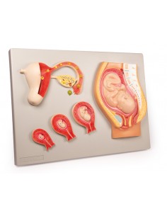 Desarrollo fetal Erler...