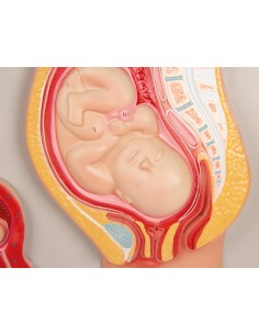 Desarrollo fetal Erler... 2
