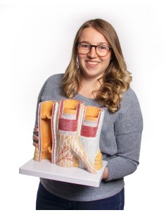 Modelo anatómico de...