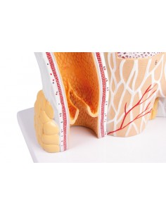 Modelo anatómico de... 2