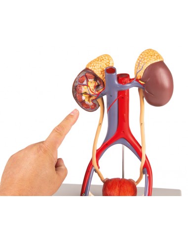 Modelo anatómico del sistema urinario...