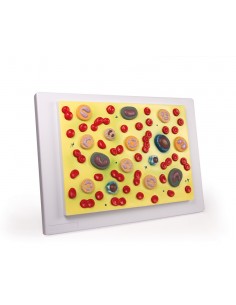 Células sanguíneas Erler...