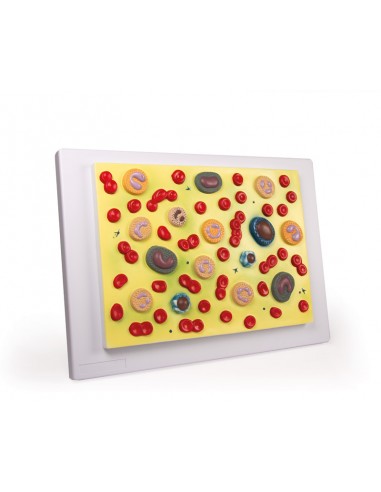 Células sanguíneas Erler Zimmer G165 Células sanguíneas Erler Zimmer G165