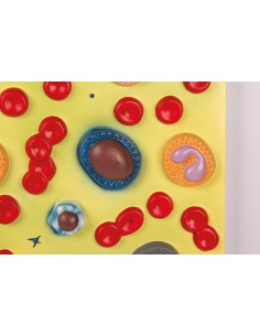 Células sanguíneas Erler... 2