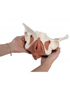 Modelo anatómico de pelvis...