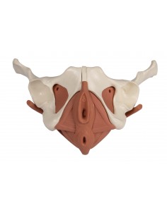 Modelo anatómico de pelvis... 2