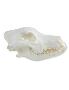 Cráneo de danés (Canis... 2