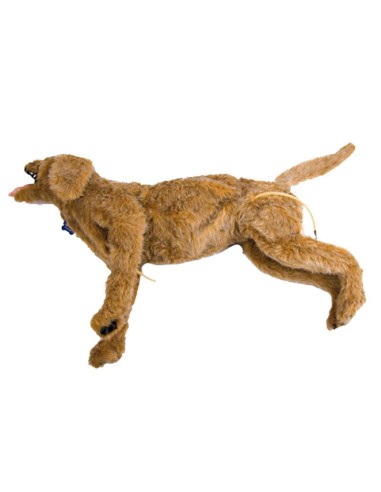 Perro simulador de cuidados críticos... Perro simulador de cuidados críticos...
