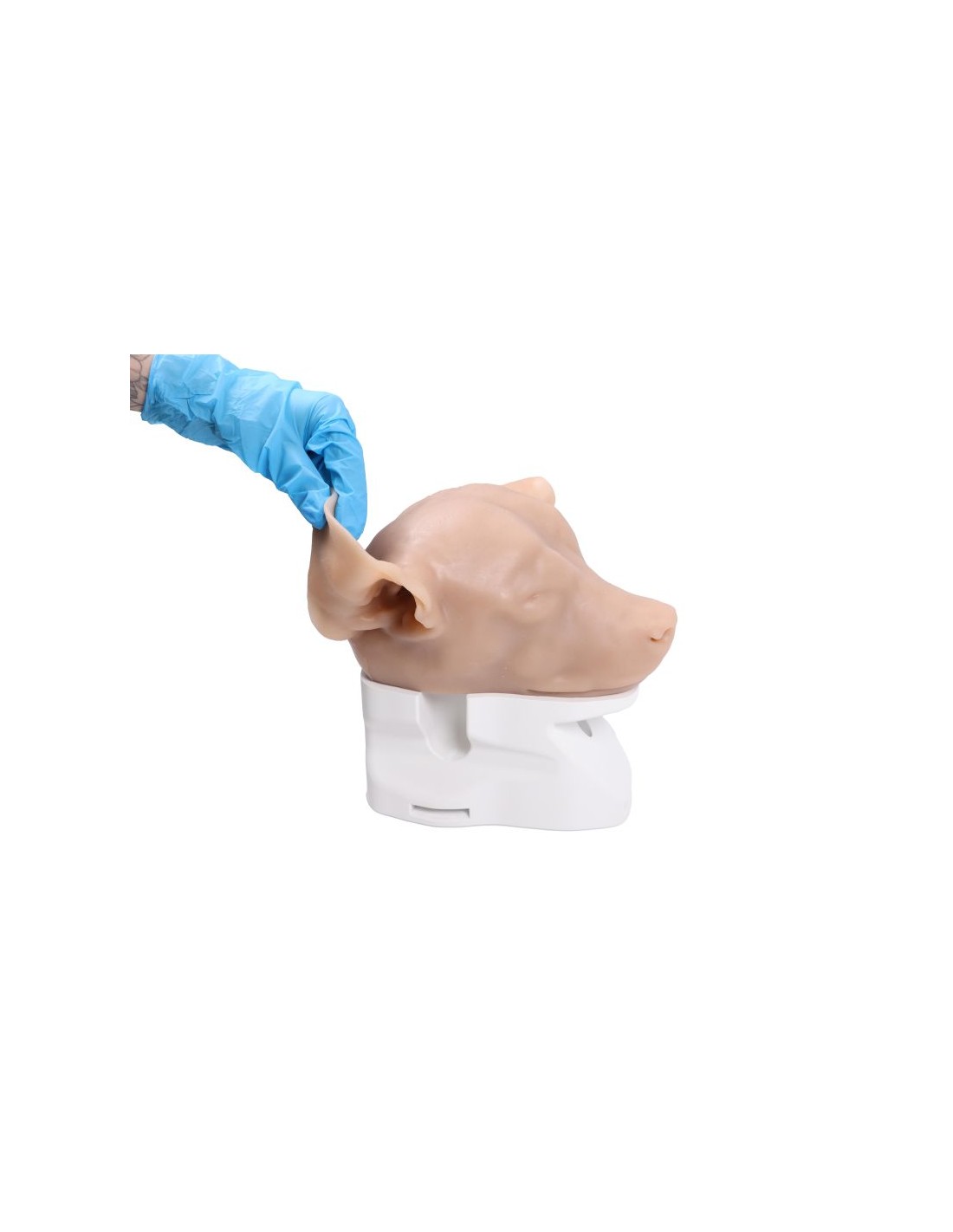 Simulador de otoscopia veterinaria... Simulador de otoscopia veterinaria...