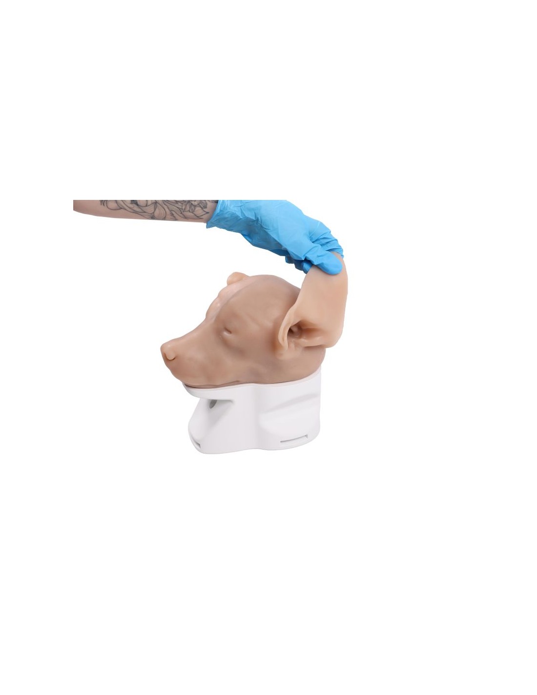 Simulador de otoscopia veterinaria... Simulador de otoscopia veterinaria...