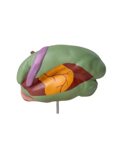 Modelo de estómago de vaca,... 2