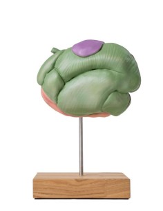 Modelo de estómago de... 2