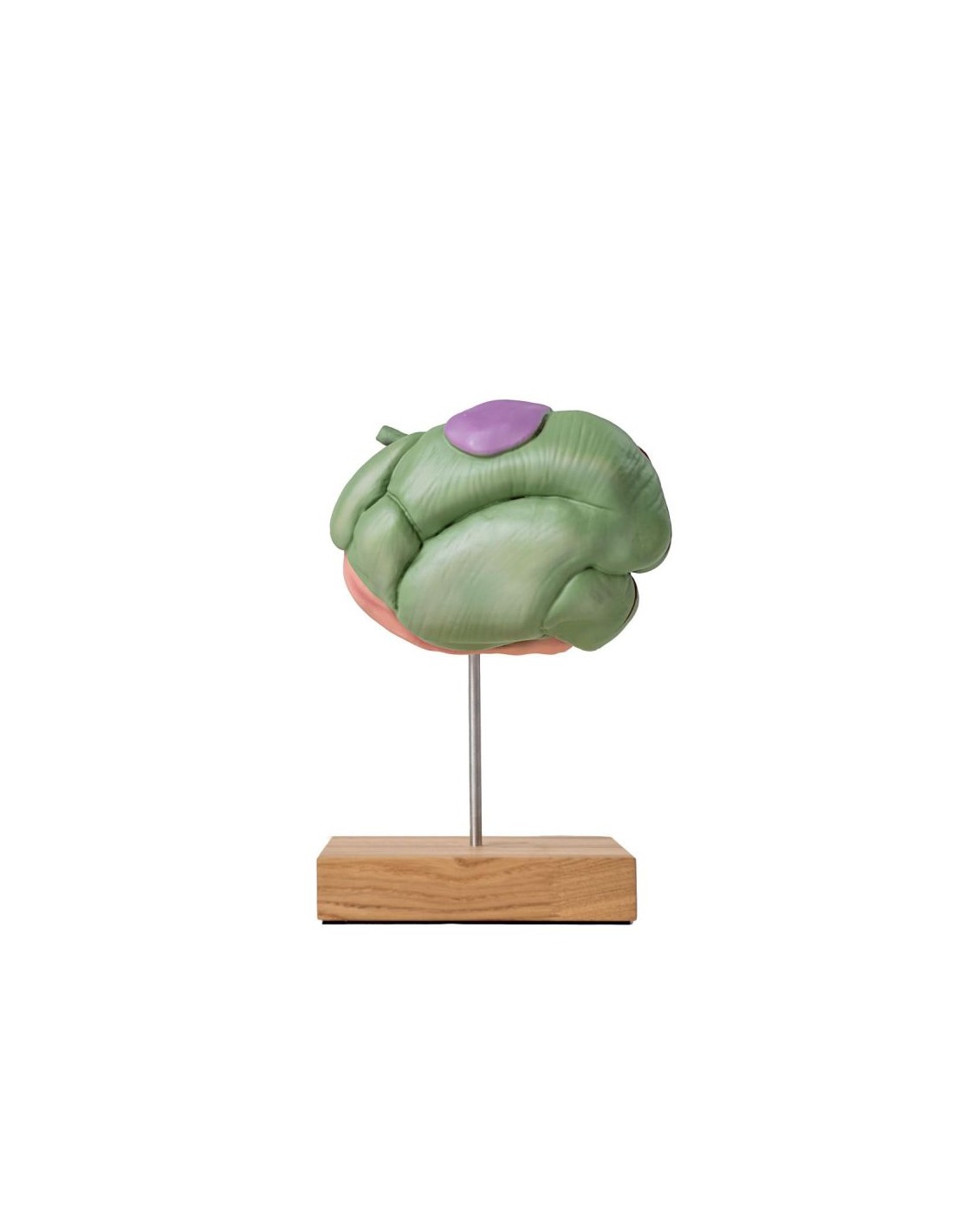 Modelo de estómago de oveja, 2... Modelo de estómago de oveja, 2...