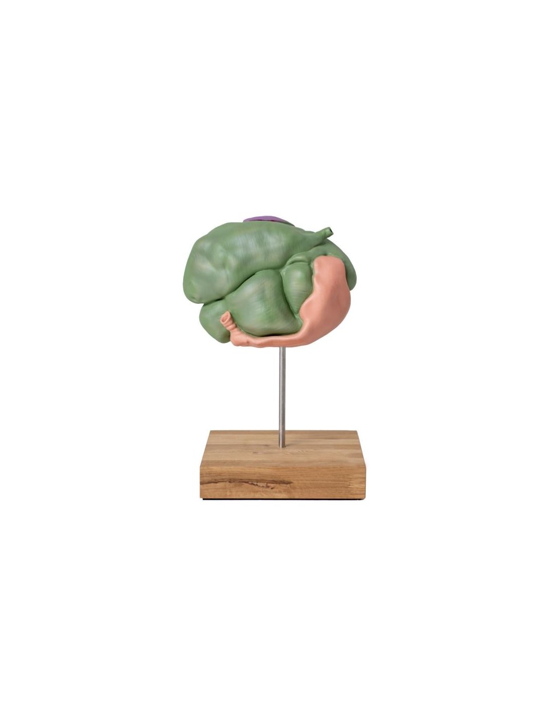 Modelo de estómago de oveja, 2... Modelo de estómago de oveja, 2...