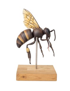 Modelo de abeja obrera,... 2