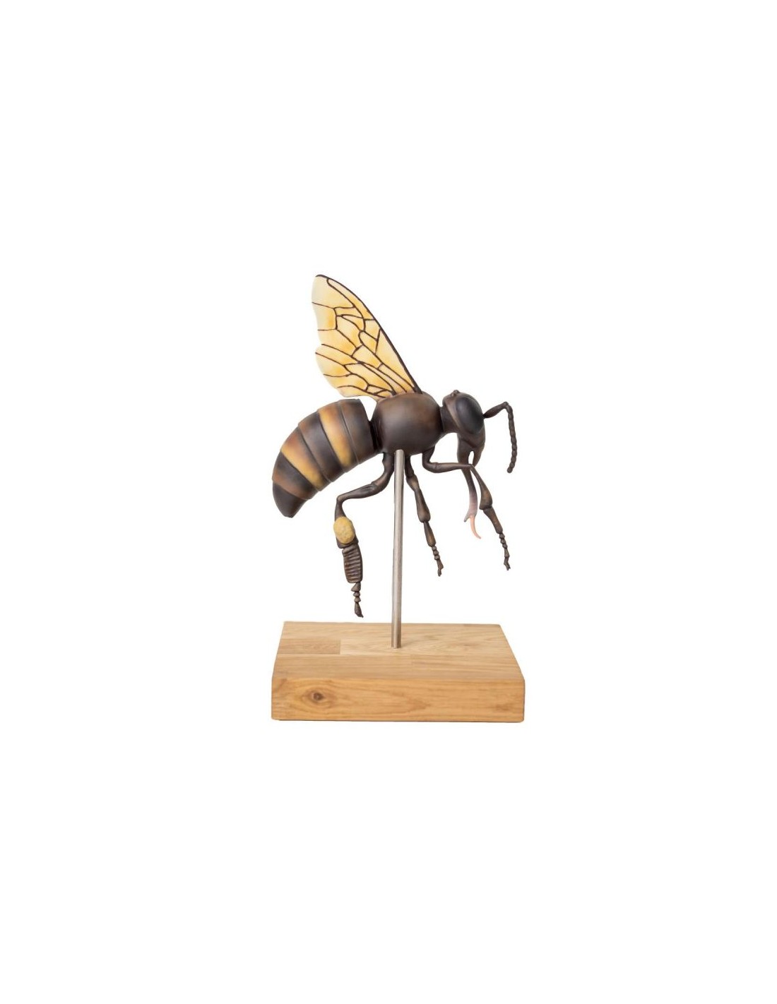 Modelo de abeja obrera, ampliado 25... Modelo de abeja obrera, ampliado 25...