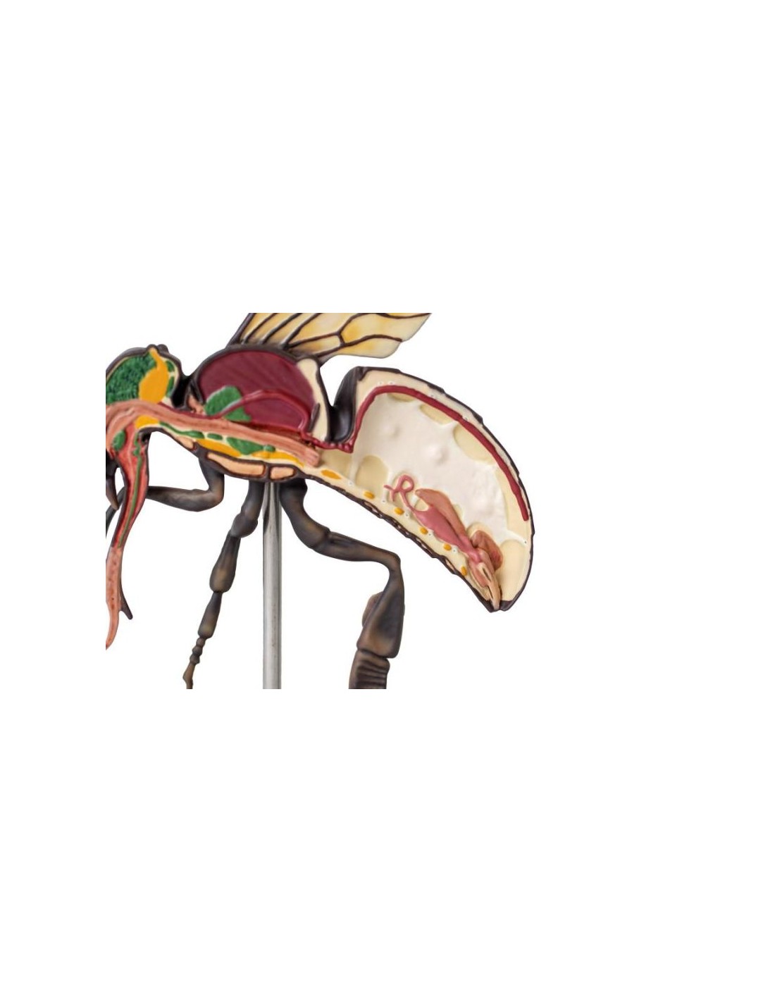 Modelo de abeja obrera, ampliado 25... Modelo de abeja obrera, ampliado 25...
