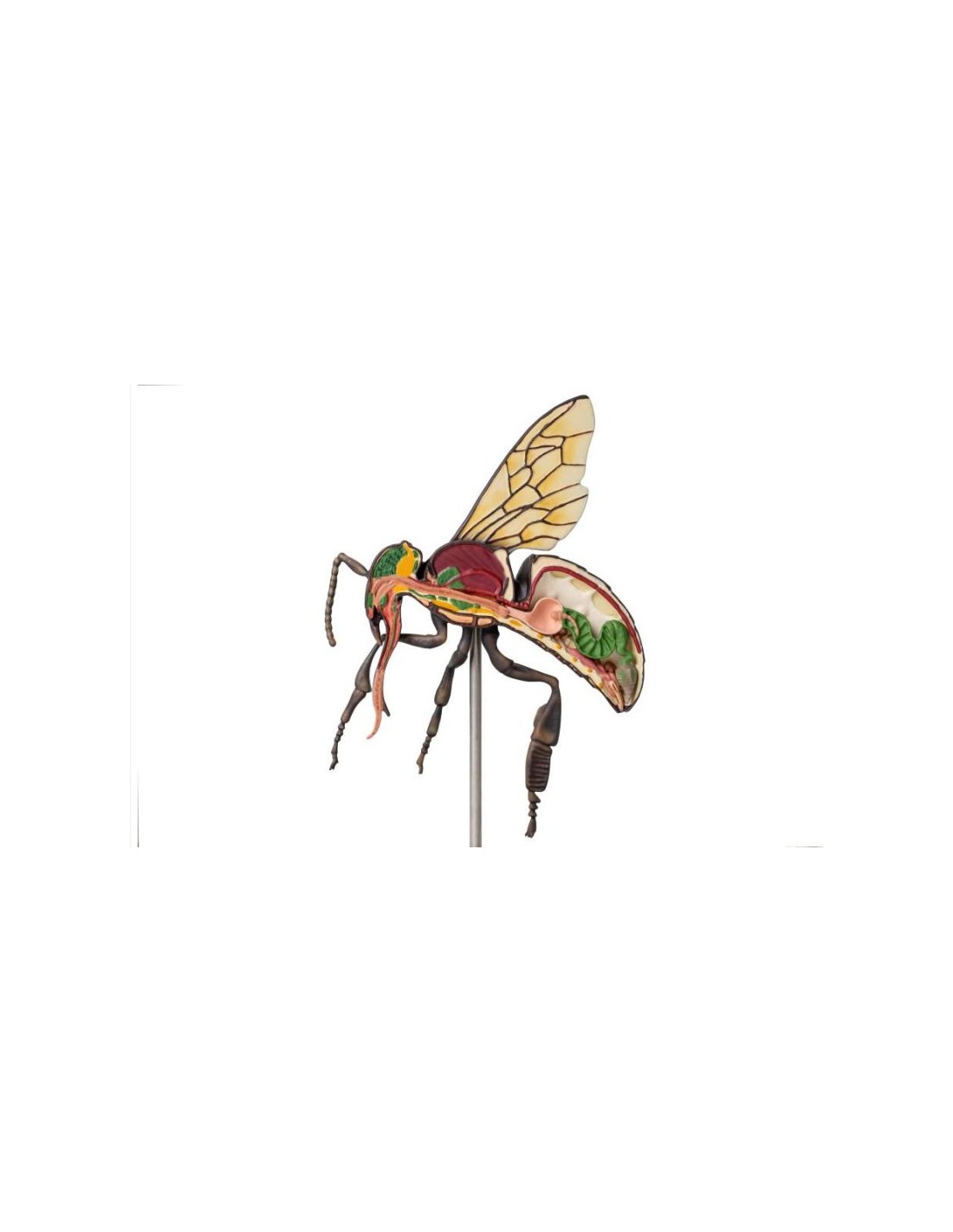 Modelo de abeja obrera, ampliado 25... Modelo de abeja obrera, ampliado 25...