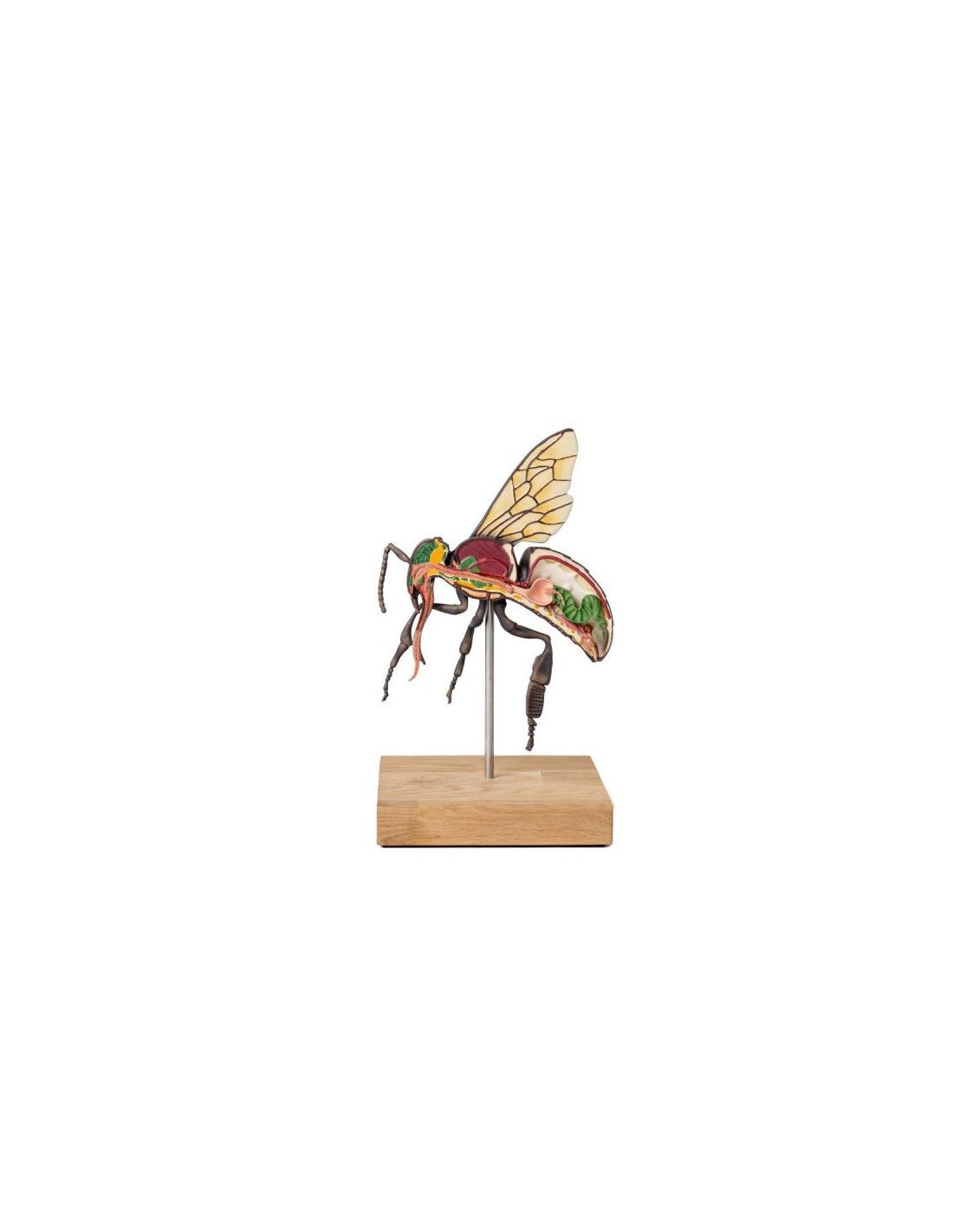 Modelo de abeja obrera, ampliado 25... Modelo de abeja obrera, ampliado 25...