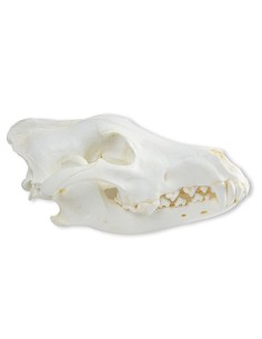 Cráneo de lobo (Canis... 2