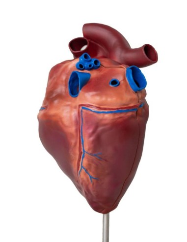 Corazón de caballo a pequeña escala...