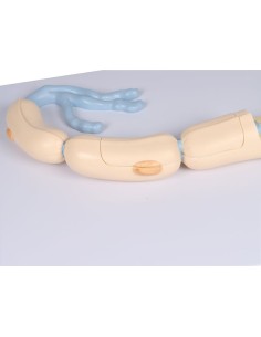 Modelo anatómico de neurona...